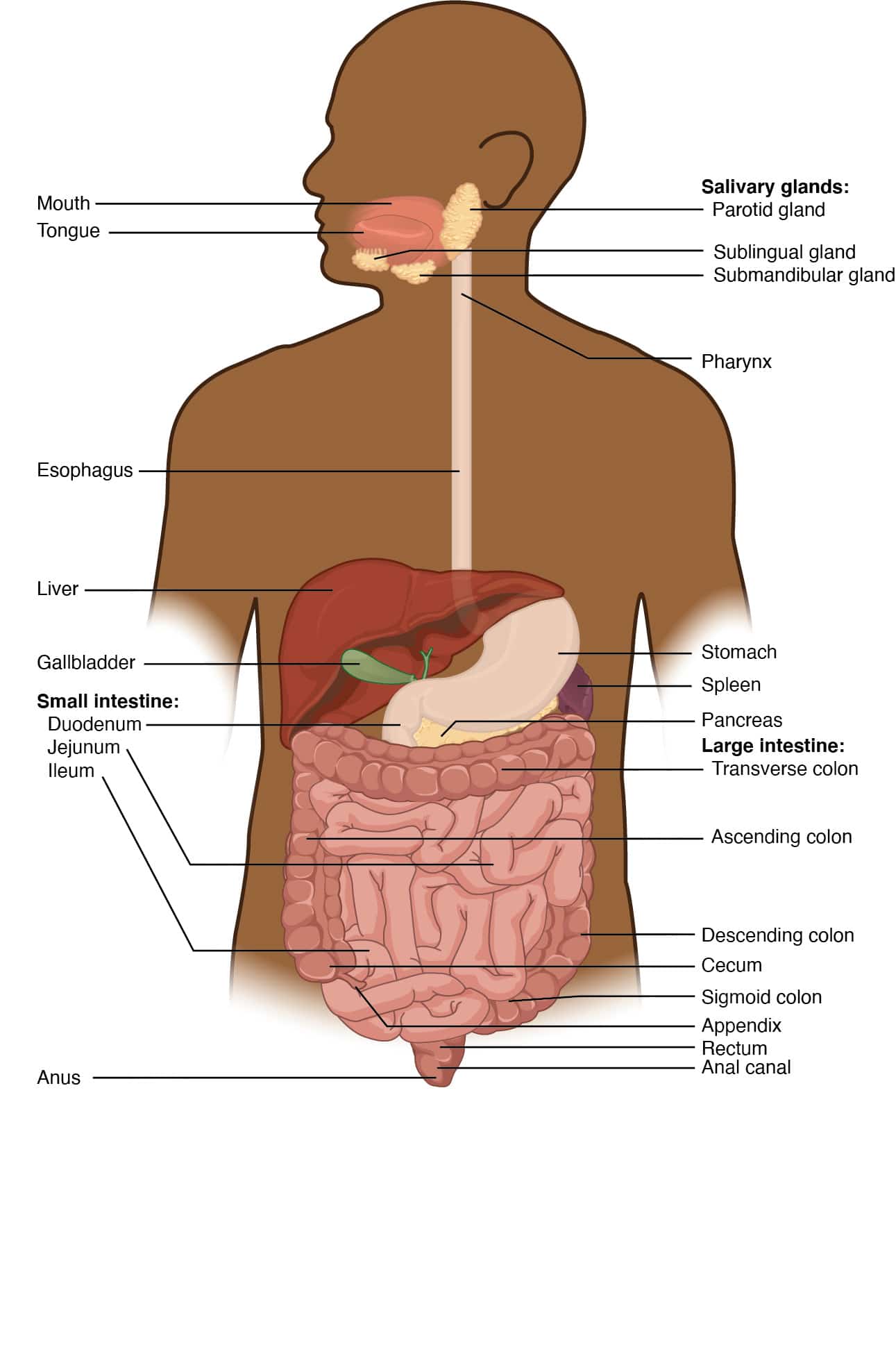 The digestive system - Gut Smart